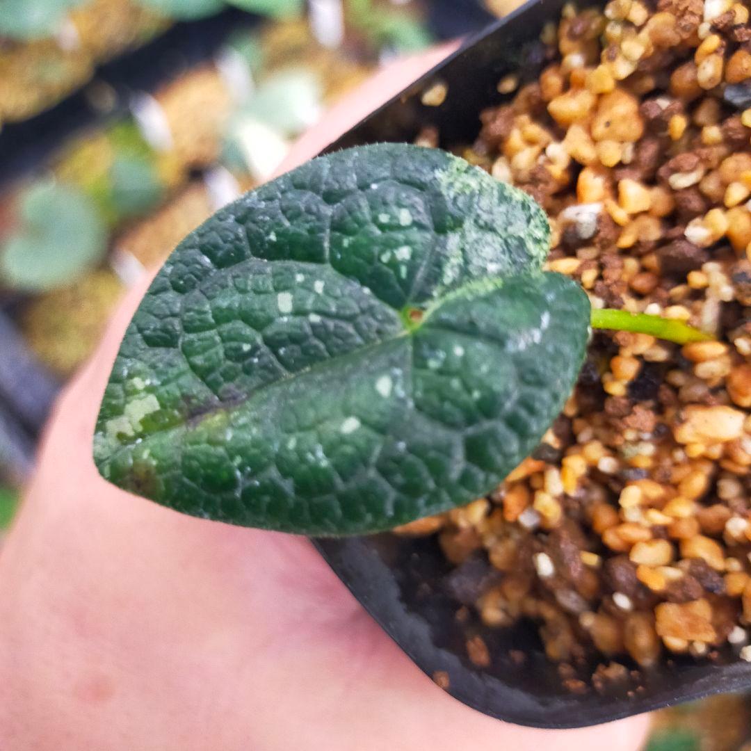 アマギカンアオイ 白雪姫やや傷や汚れあり YUZUMIYA_COM