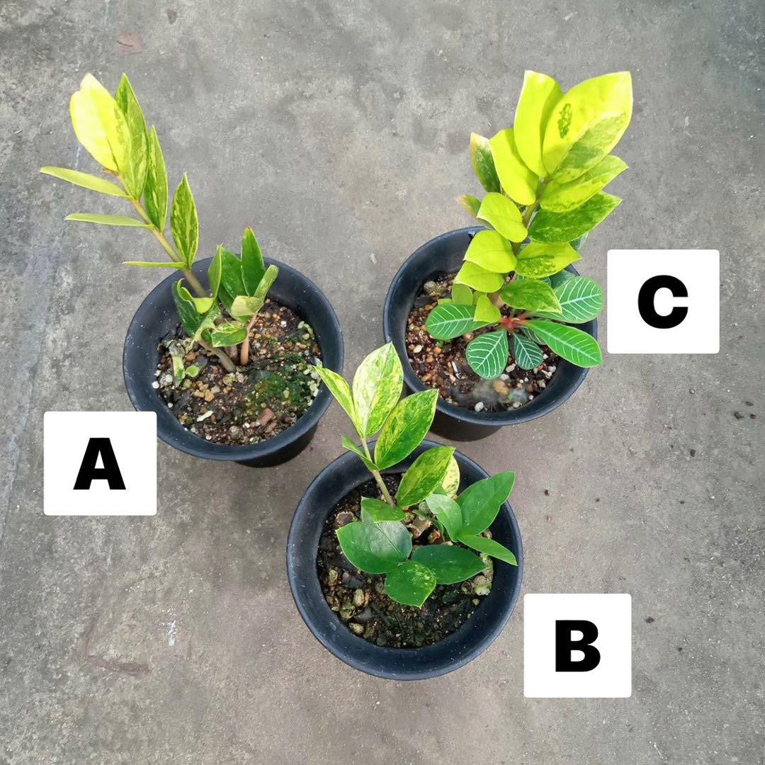 (A)ザミオクルカス斑入り zamioculcas zamiifolia var