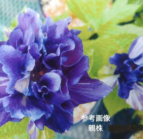 山野草　希少濃色八重咲き　シラネアオイ　来年開花予定12A