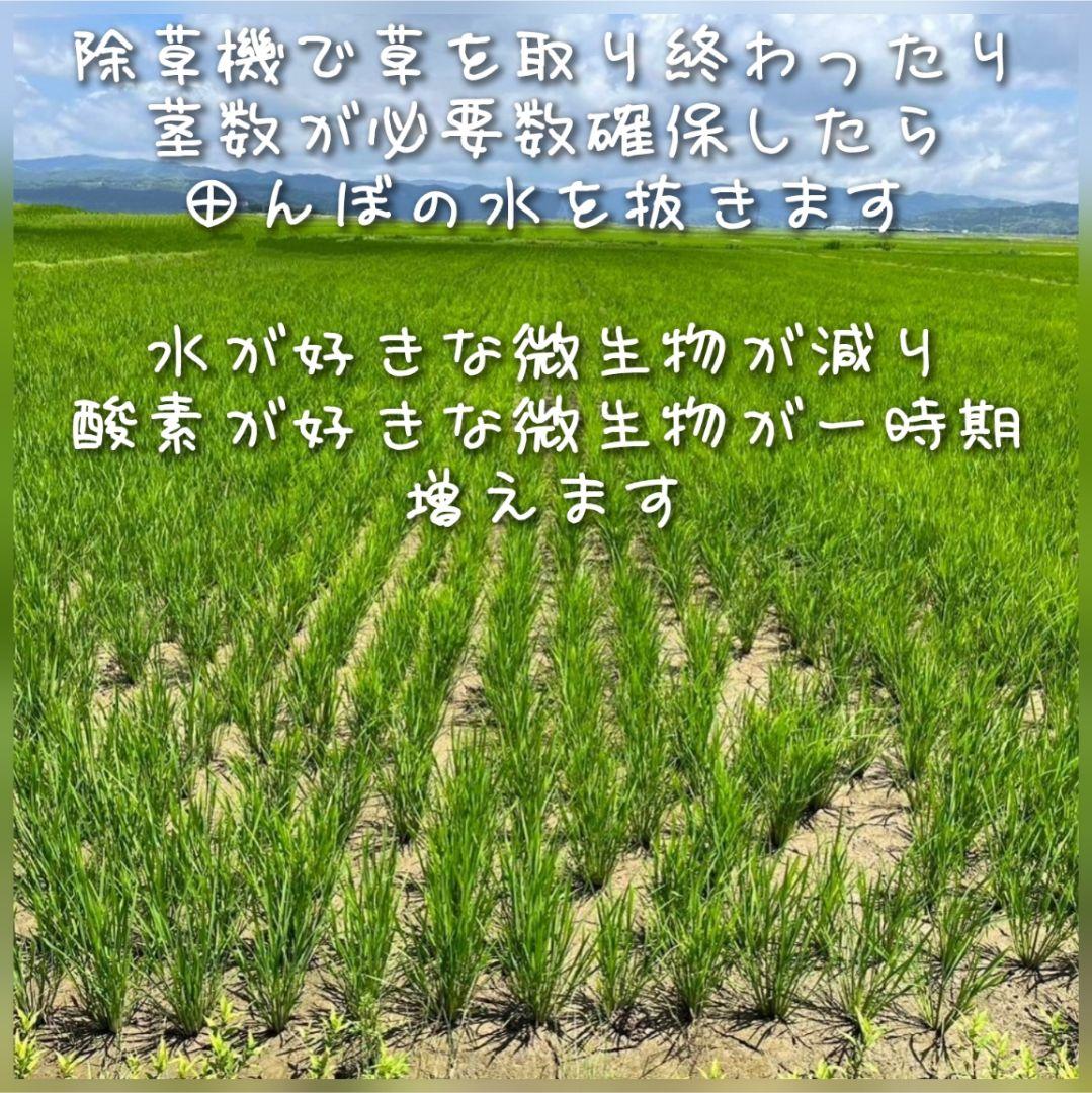 ササニシキ玄米