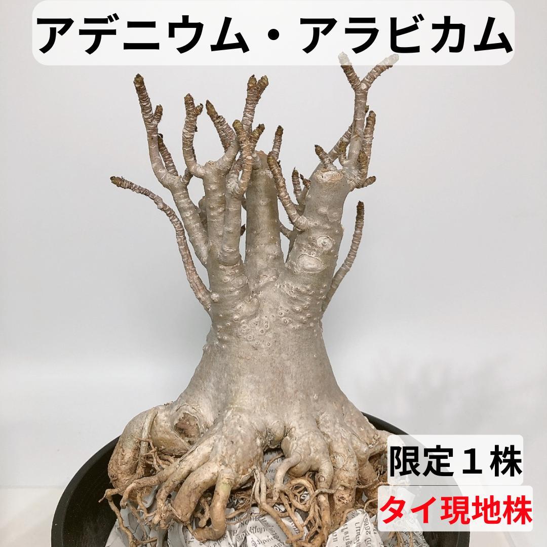 PA76 アデニウム アラビカム 特大 7号サイズ たこ足 美形