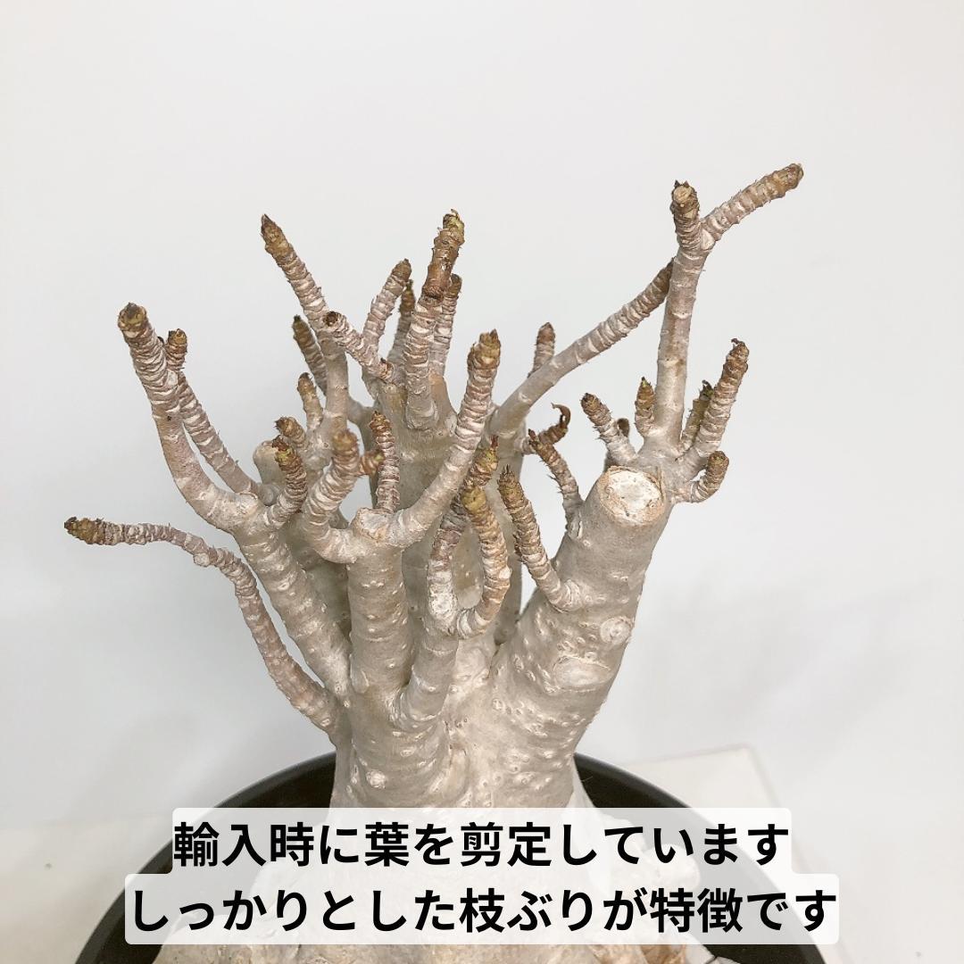 PA76 アデニウム アラビカム 特大 7号サイズ たこ足 美形