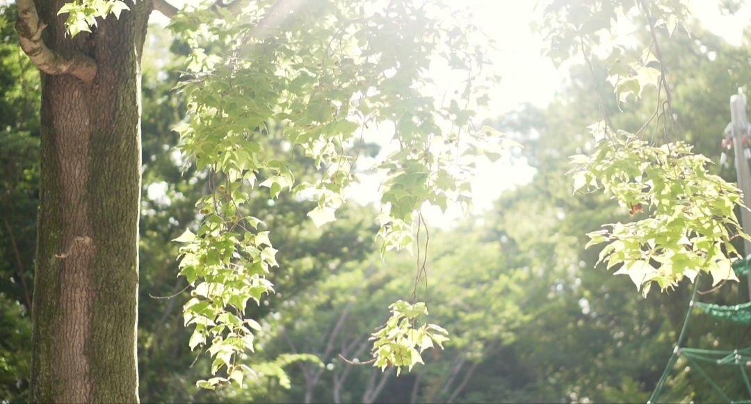 sony レンス E50mm F 1.8 oss SEL50F18 画像12