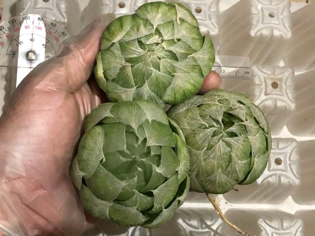 さかなさま確認用。左下。よければこのまま。 【別倉庫からの配送