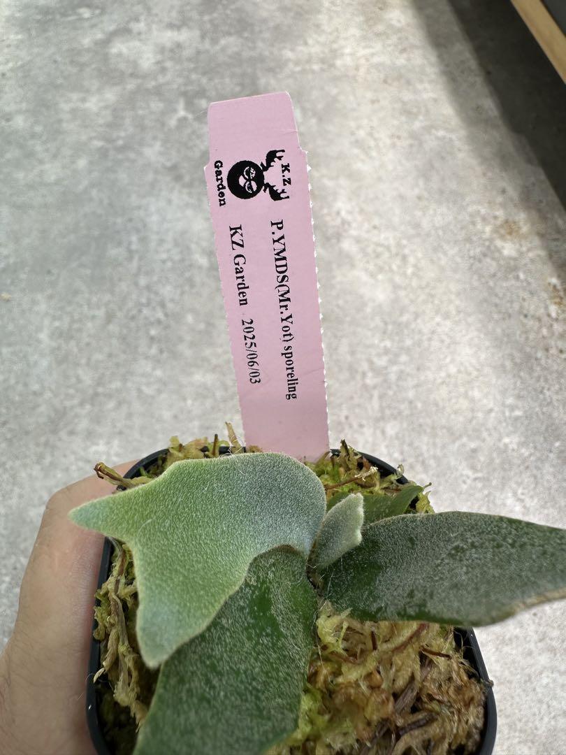 P.willinckii YMDS（Mr.Yot） イエロームーンドワーフ②