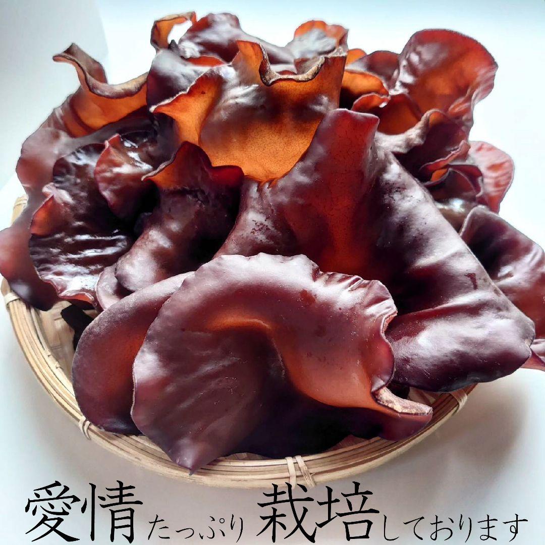 山口県光市産　生キクラゲ　たっぷり ⭐️純国産⭐️ 農薬不使用！ 生きくらげ500グラム