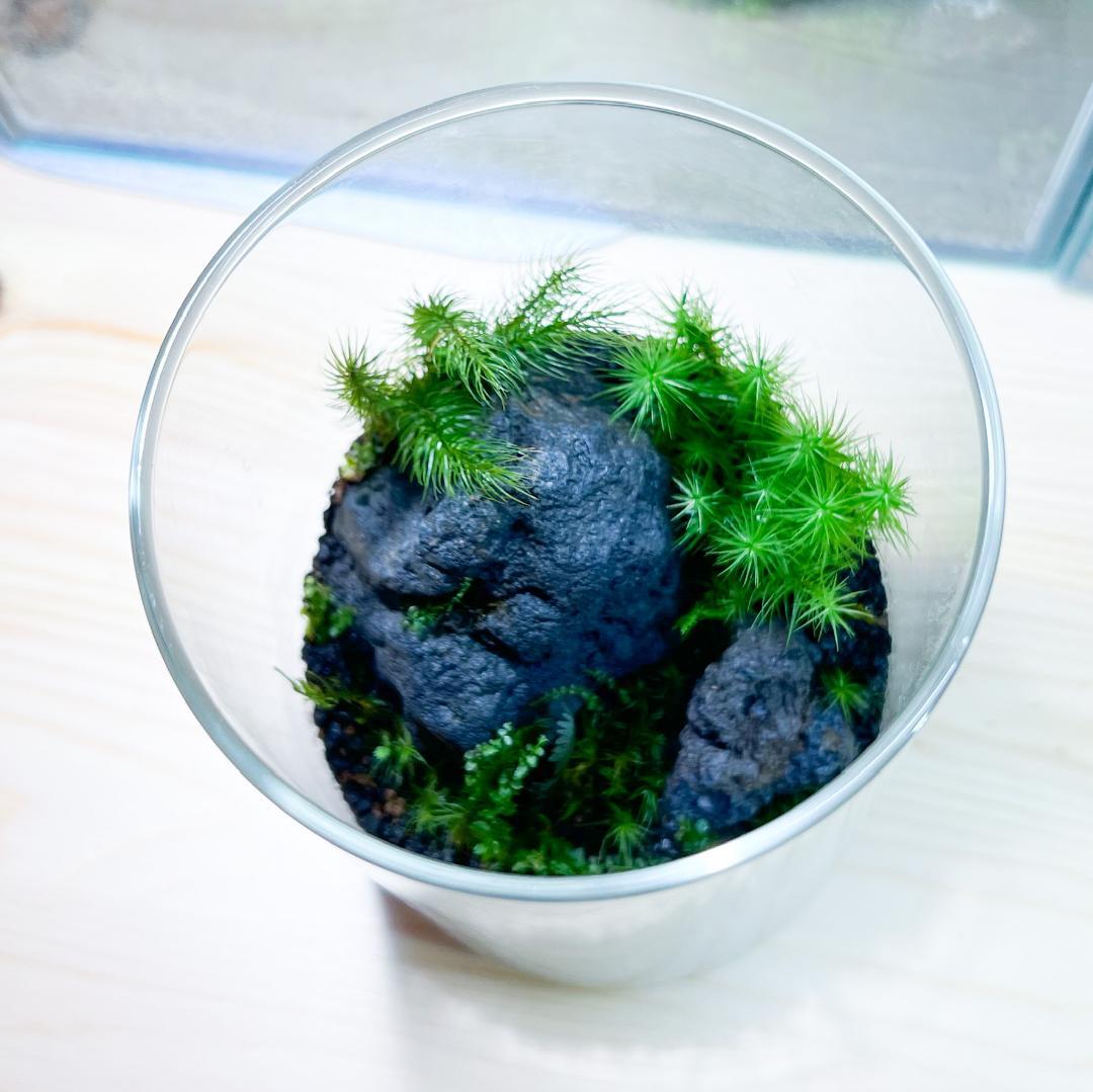 1500円 登場! 苔テラリウム No.29送料込み LEDライト付き 1500円 登場! 苔テラリウム No.29送料込み LEDライト付き