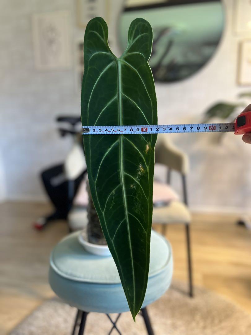 アンスリウムワロクアーナムAnthurium warocqueanum