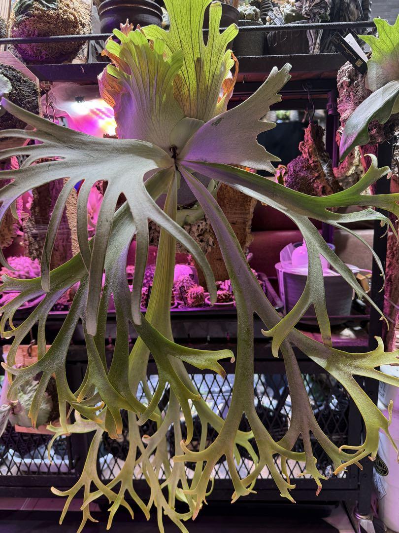 P.willinckii 月光爪哇 oc pup ③
