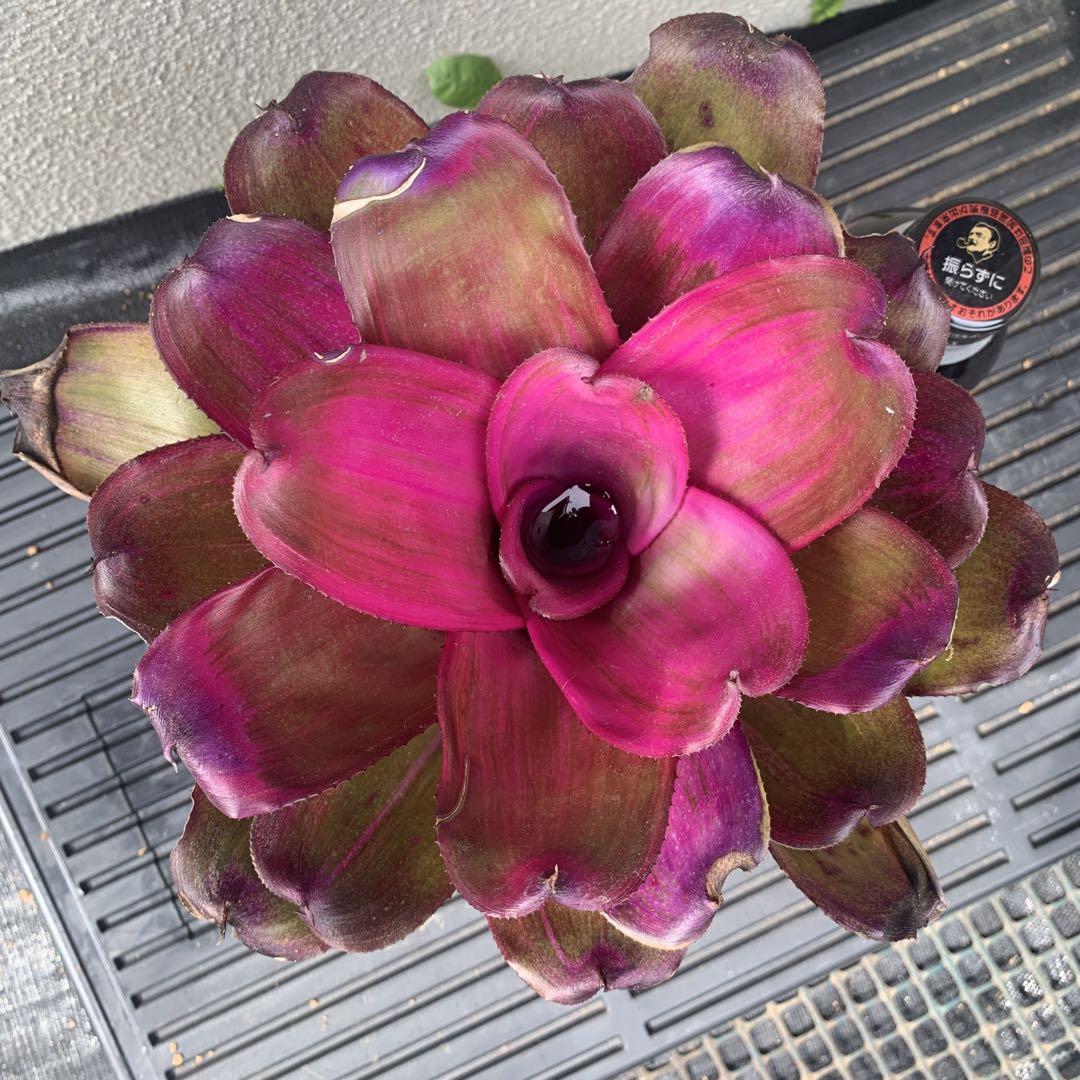Neoregelia Tatiana
