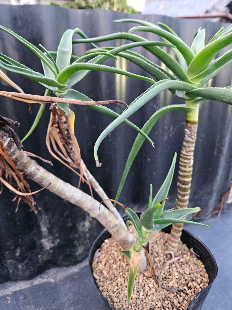 アロエ　ストリアツラ　極太 アロエ ストリアツラ 極太