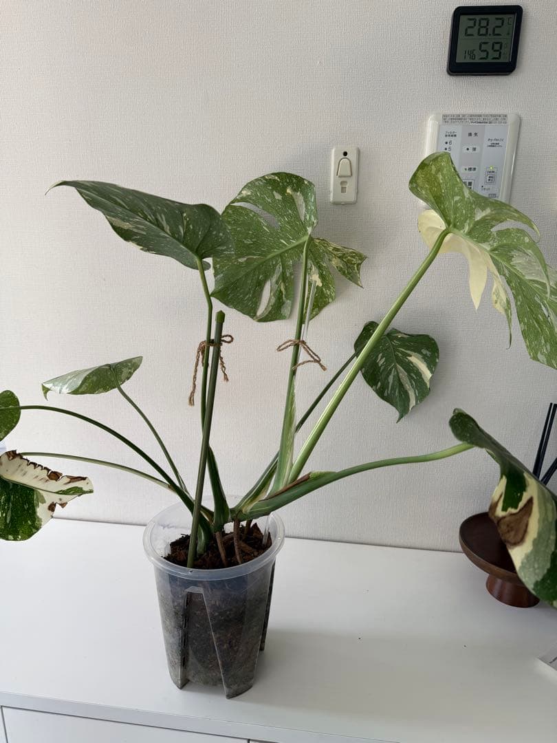 タイコンステレーション 美斑入り