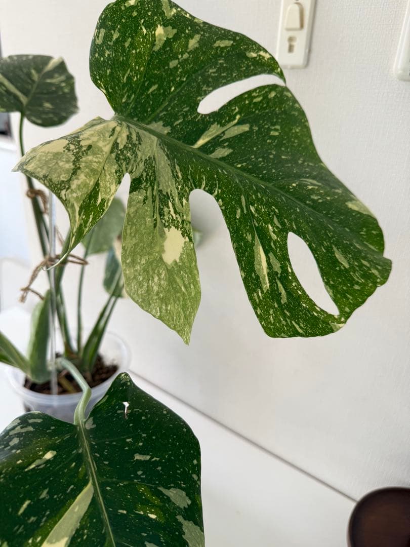 タイコンステレーション