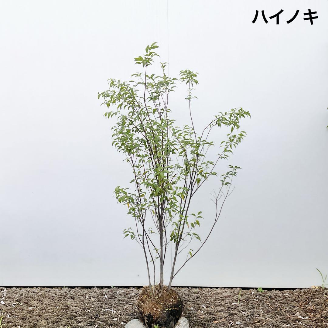 ハイノキ株立ち　/ 477常緑樹