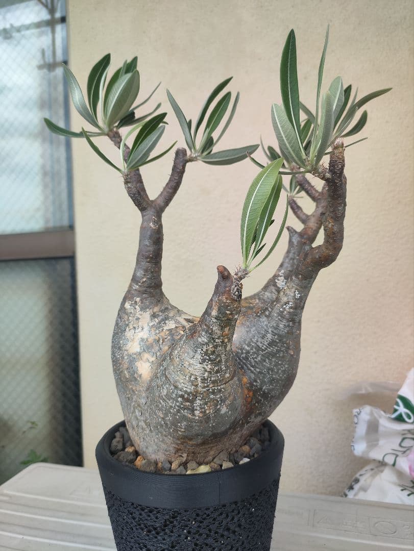 パキポディウム中型やや傷や汚れあり