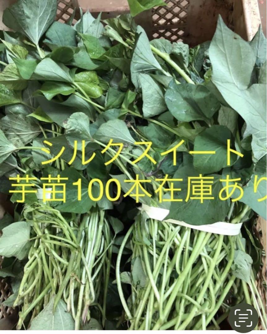 山形県産 フキ塩漬け 細め 5kg (1kg×5袋)塩蔵 山ふき 蕗 山菜 野菜