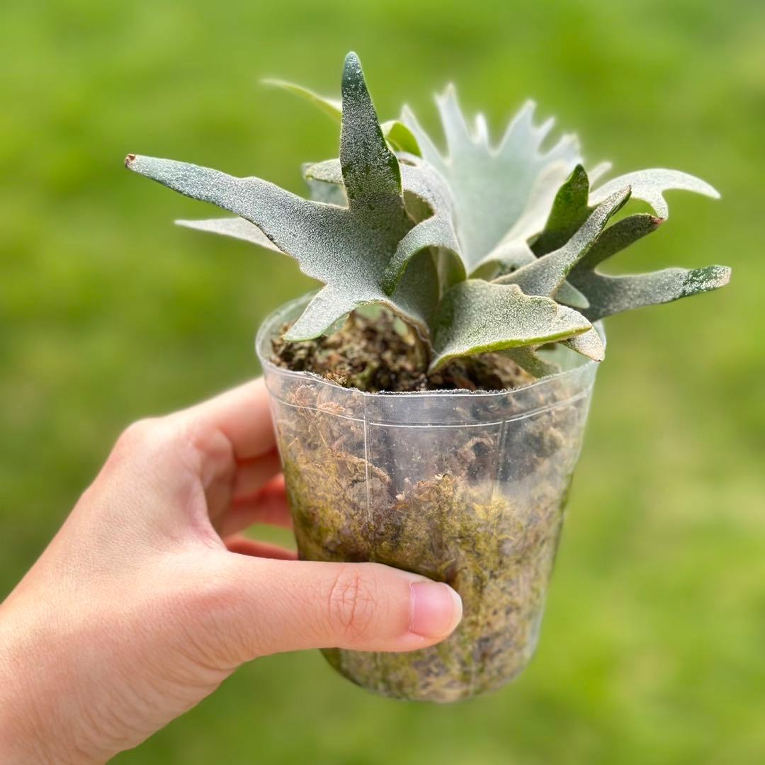 ありくんさん ’Jenny’