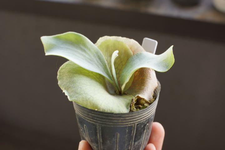 E-1 白ビフ ビカクシダ 子株 oc 植物/観葉植物 E-1 白ビフ ビカクシダ 子株 oc 植物/観葉植物