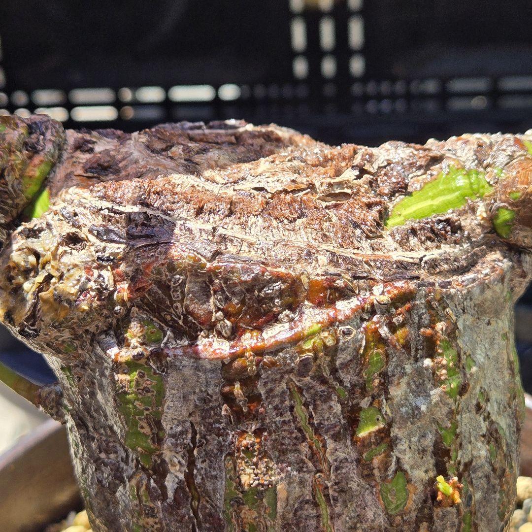プセウド ボンバックス Pseudobombax ellipticum