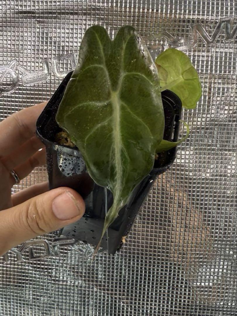 アロカシア ヴェノム Alocasia 'Venom' 管理番号s9