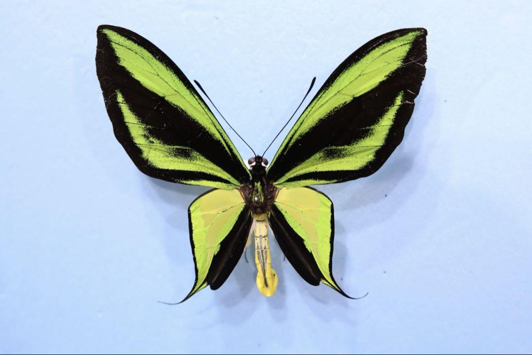 ゴクラクトリバネアゲハ Ornithoptera paradisea ～ 蝶の標本 麗