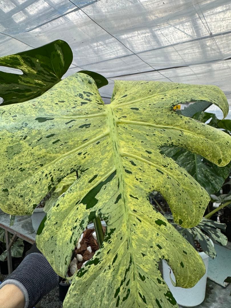 1モンステラ デリシオーサ ベトシオーサ 健康株 1モンステラ デリシオーサ ベトシオーサ 健康株