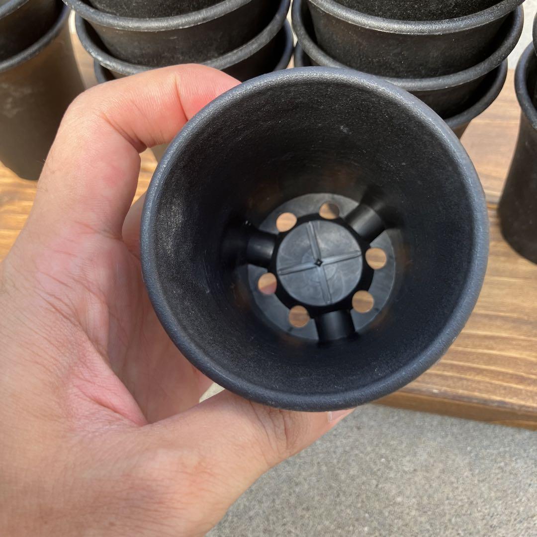 ラン鉢 2.5号 40個 画像4