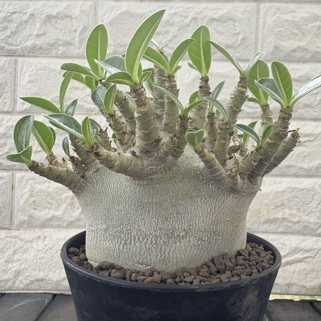 a23 アデニウム スーパードワーフ 塊根植物 コーデックス アラビカム g70 アデニウム スーパードワーフ 塊根植物 コーデックス