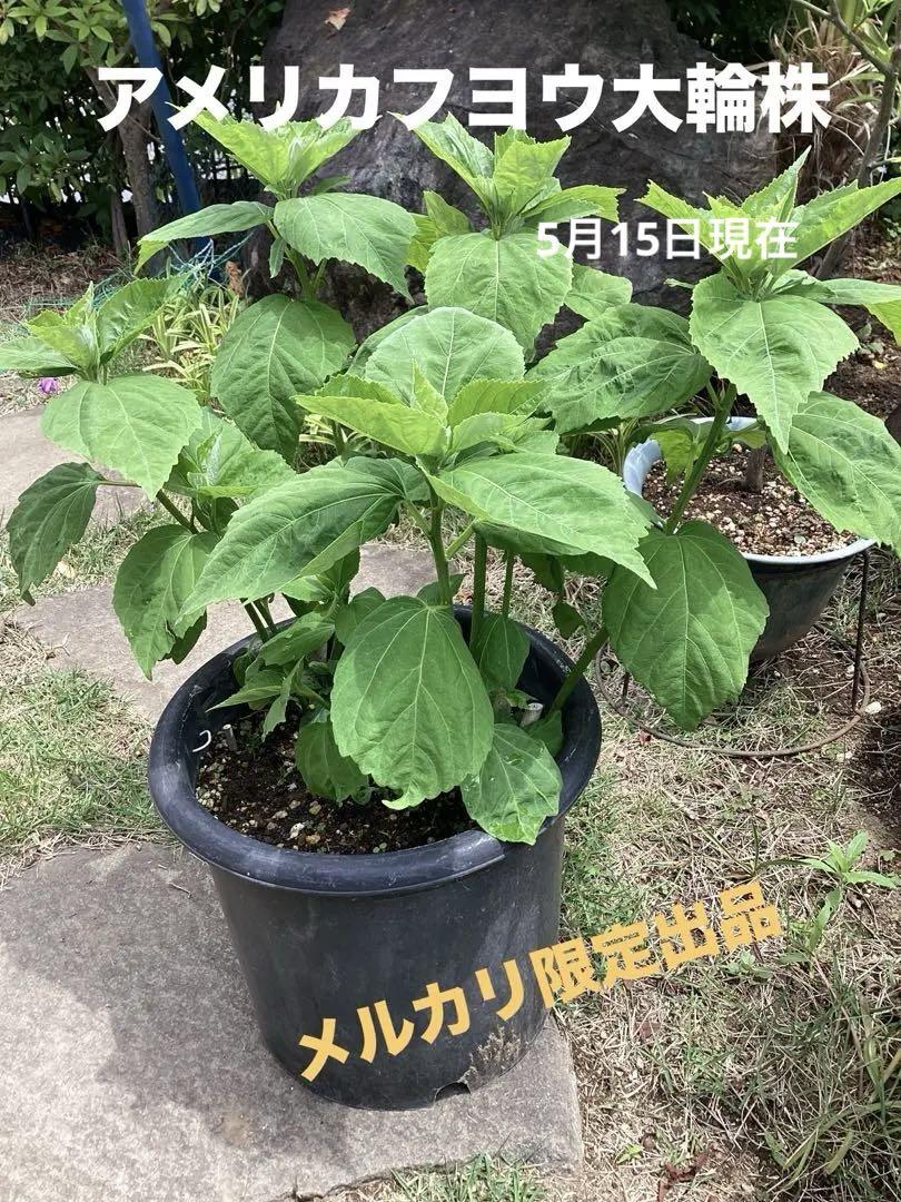 [ メルカリ限定出品 ]　アメリカフヨウ 大輪　ピンク花苗鉢