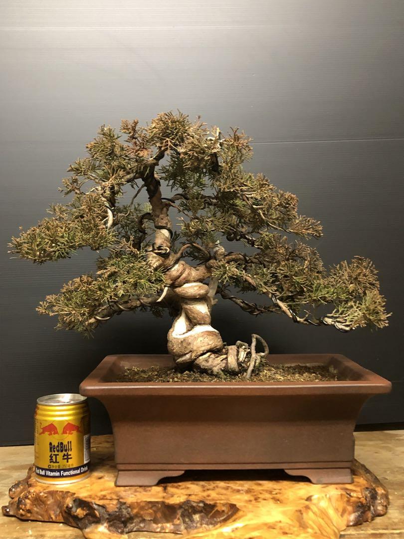 [盆栽]真柏
