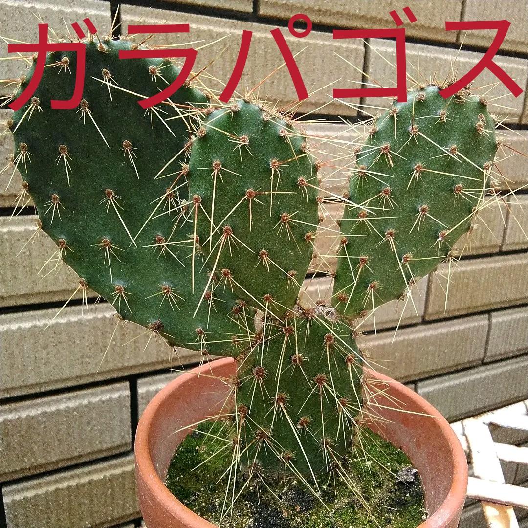《ガラパゴス ガラパゲイア 》 ウチワサボテン カキコ