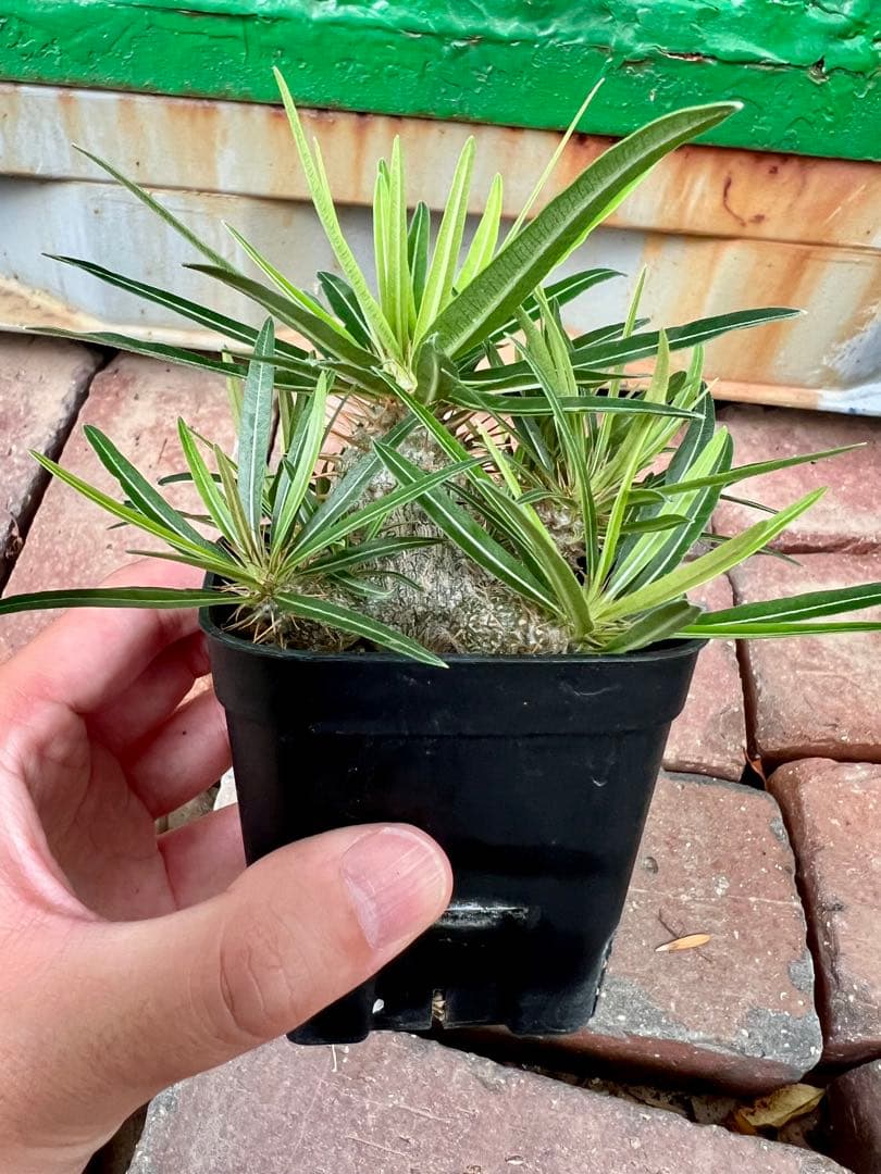 パキポディウム グラキリス 実生