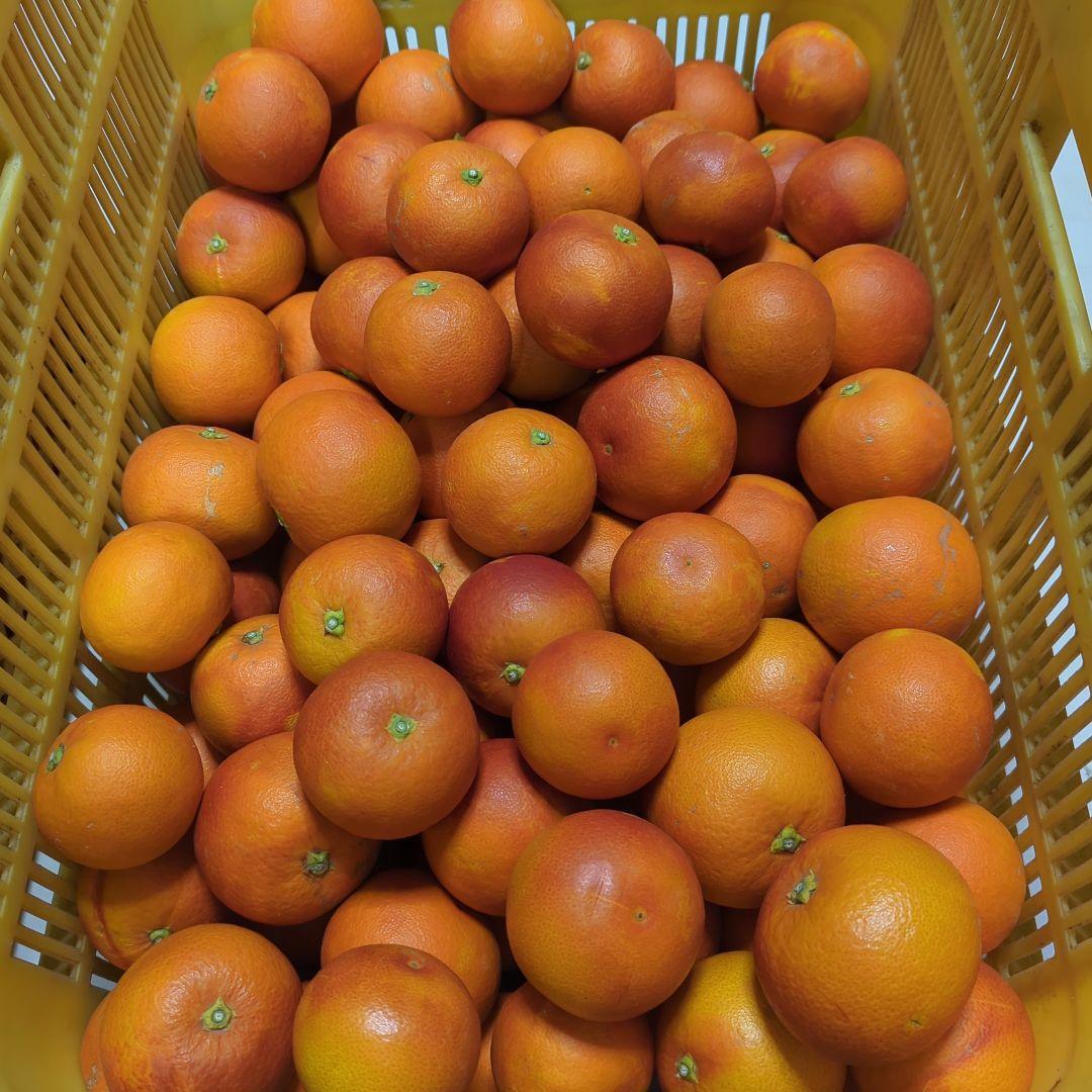 98愛媛県産 ブラッドオレンジ タロッコ 10㎏
