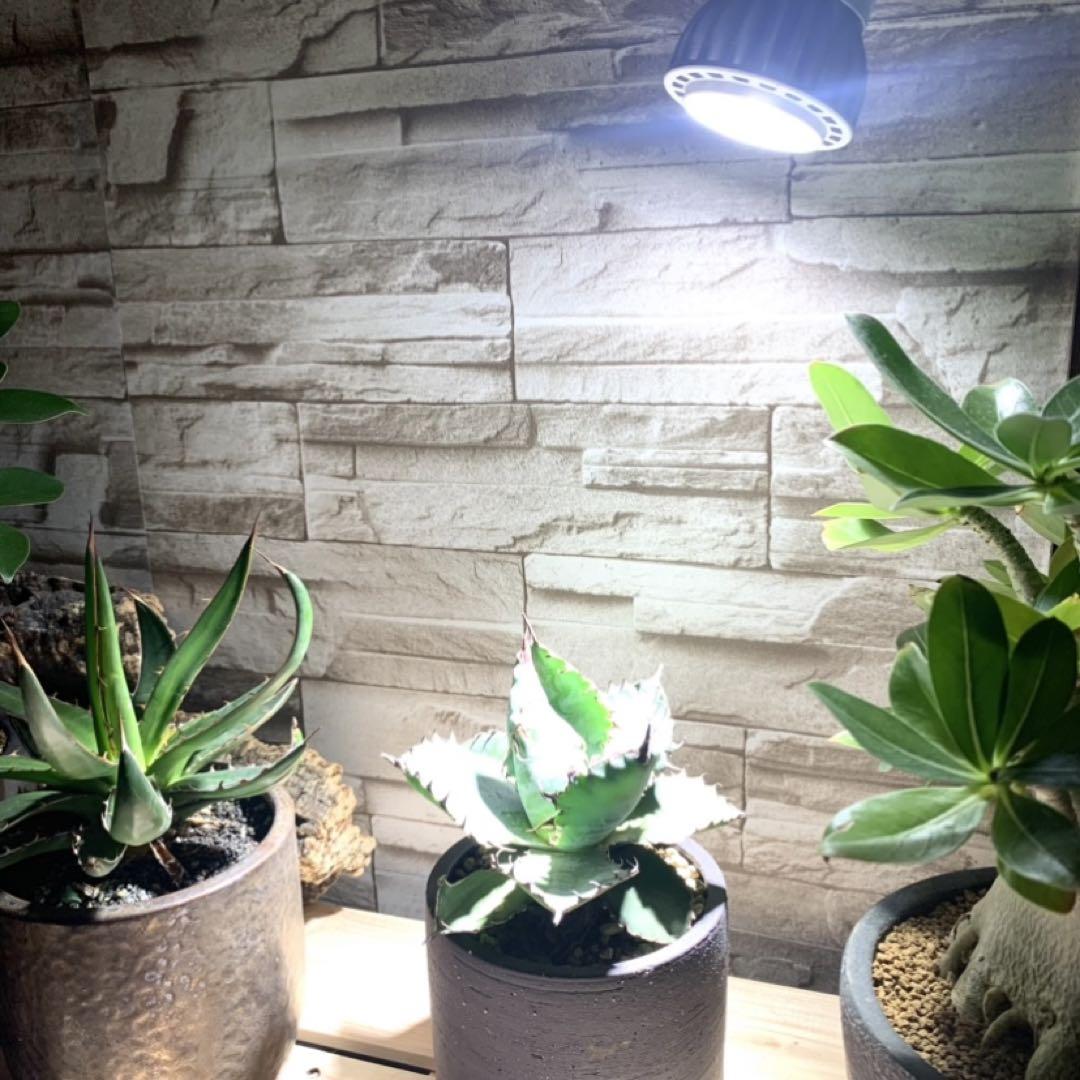 15W植物育成ライトGrowLight 6000K 2個　ライトクリップ2個 15W植物育成ライトGrowLight 6000K 2個 ライトクリップ2個