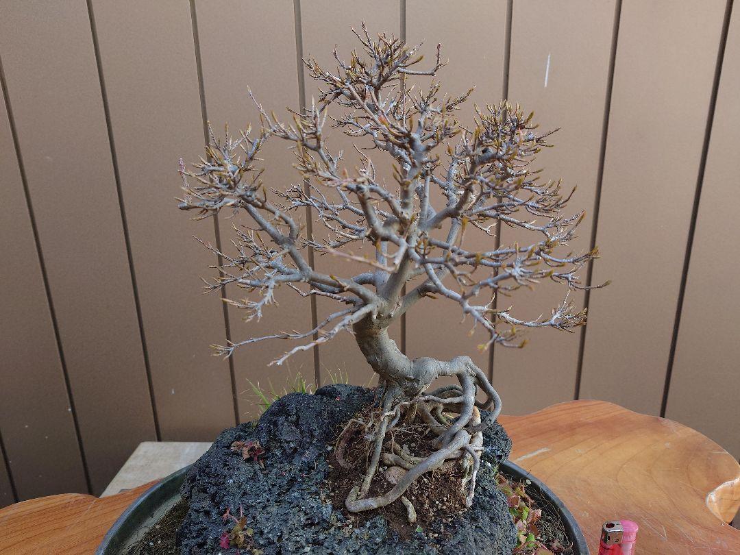 盆栽　楓　樹高30cm