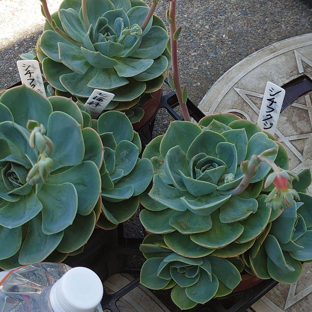 低価格多肉植物 大株七福神 セット 植物/観葉植物 インテリア小物¥10,572-renalquality.com.br 低価格多肉植物 大株七福神 セット 植物/観葉植物 インテリア小物¥10,572-renalquality.com.br