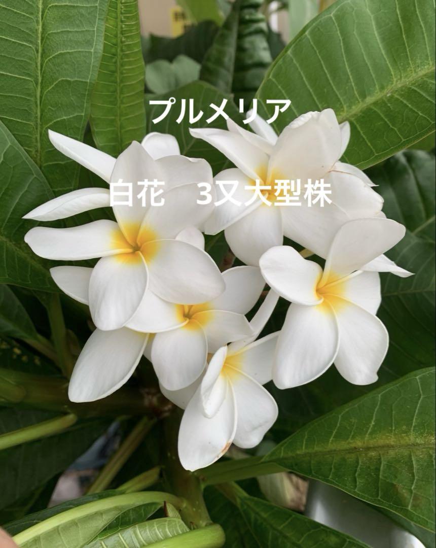 秋色アジサイ [品種：ハイドランジア ディープレッド] 8号鉢