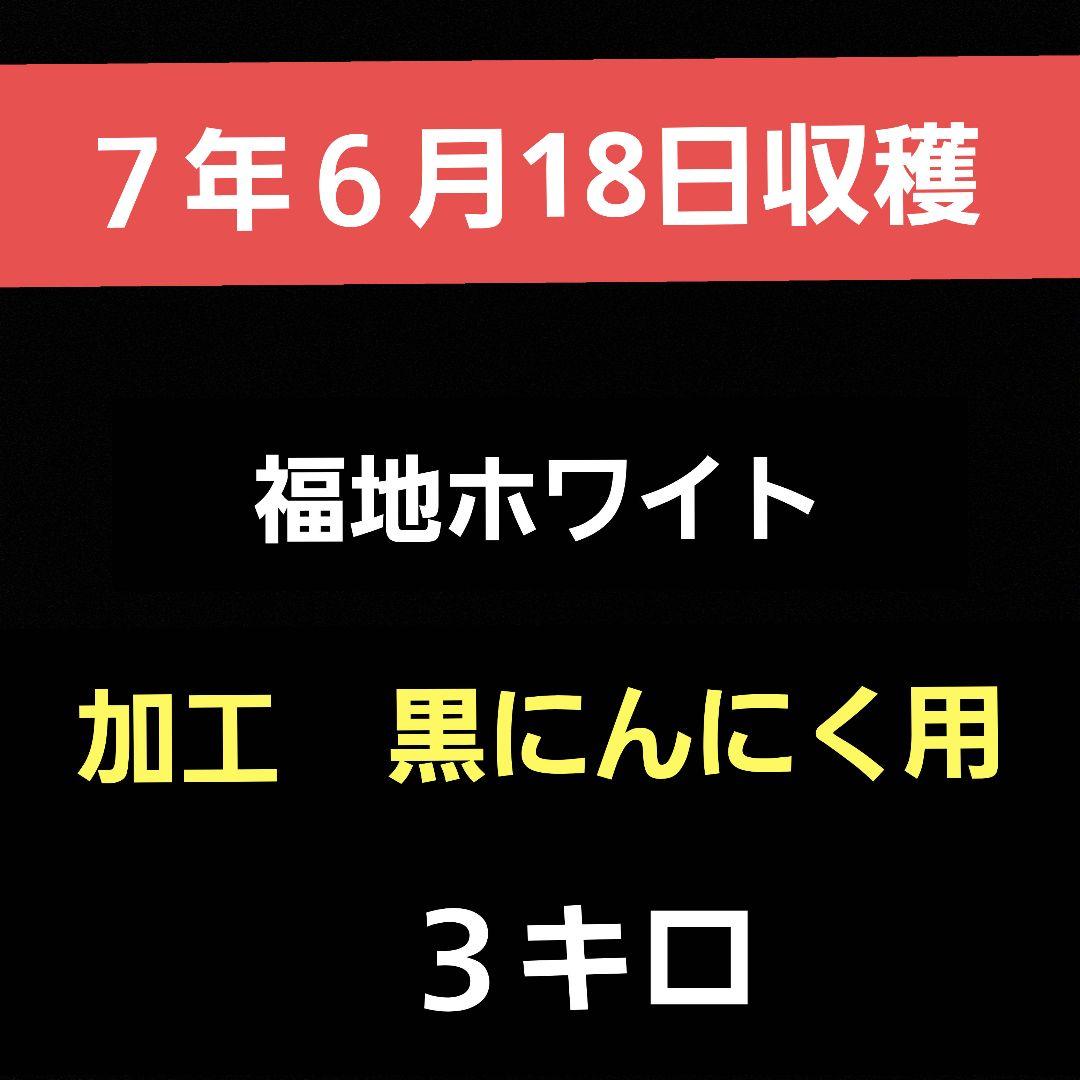 青森県産にんにく　加工　黒にんにく用　M　３キロ