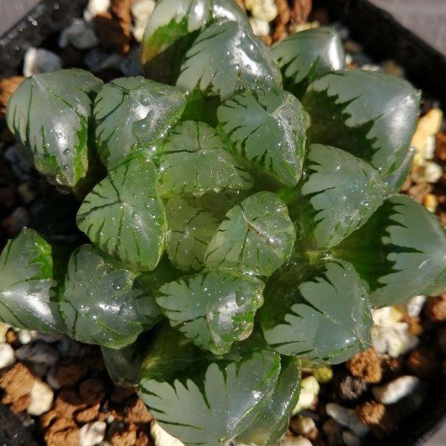 メルカリ 同梱割 ハオルチア 水晶オブツーサ 3 植物 観葉植物 2 400 中古や未使用のフリマ