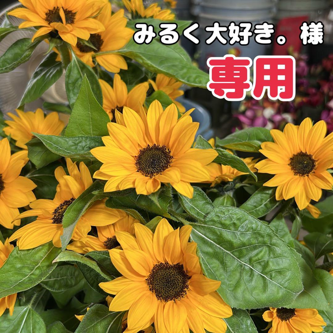 【みるく大好き。様 専用】