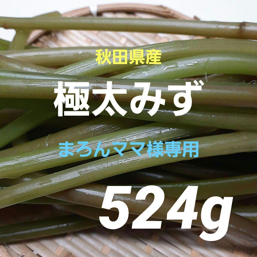 秋田県産 天然ミズ 山菜みず 極太 524g 採れたて