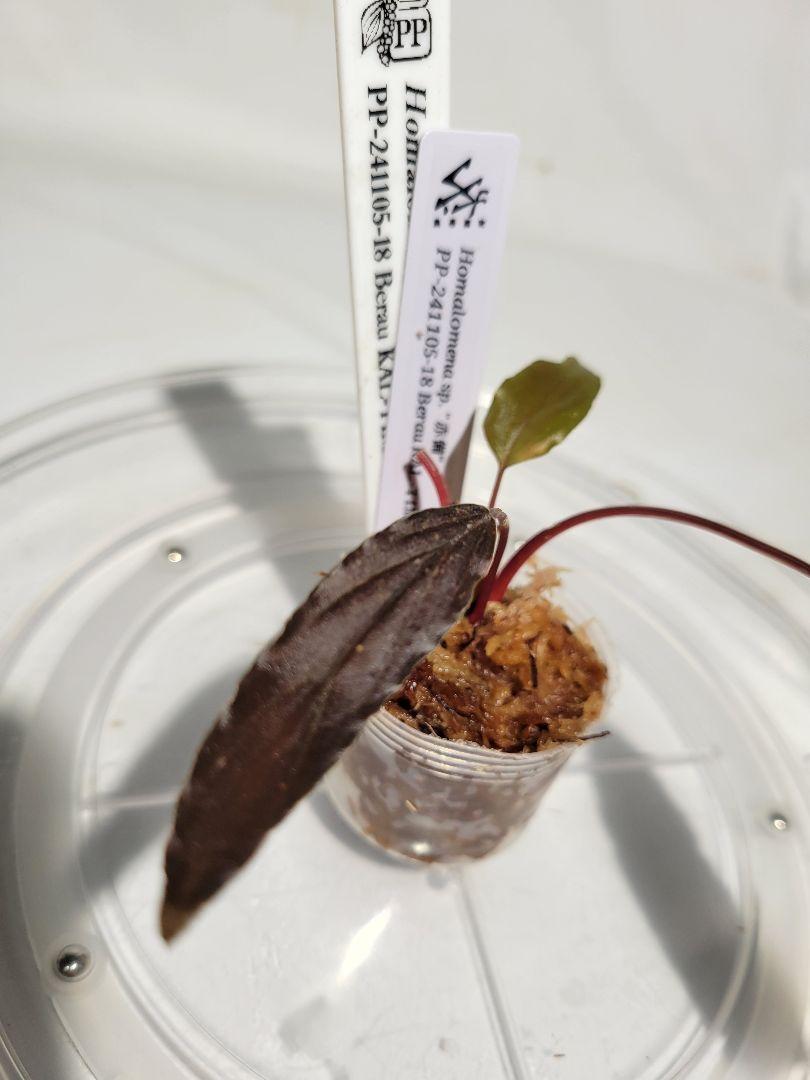 熱帯植物　PP便正規タグ付　ホマロメナsp.赤備　PP-241105-18