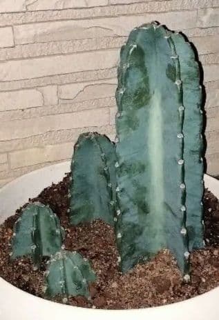 柱サボテン 鬼面角