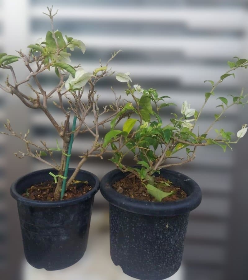 No.1目立った傷や汚れなし