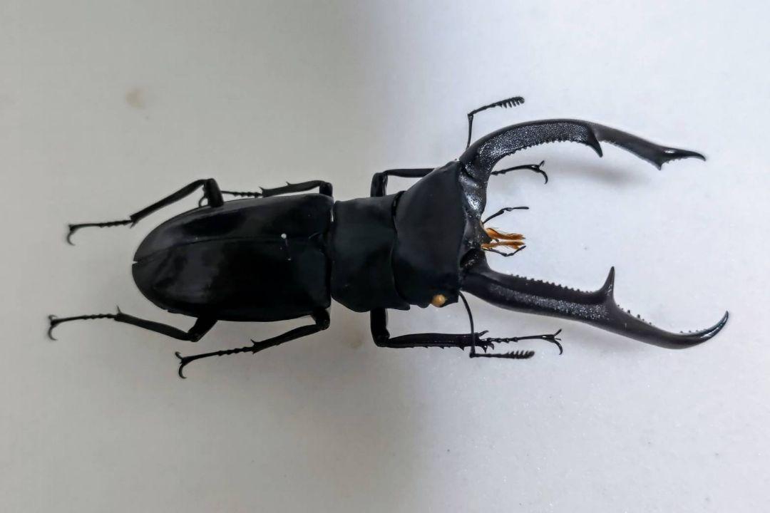マンディブラリスフタマタクワガタ 標本