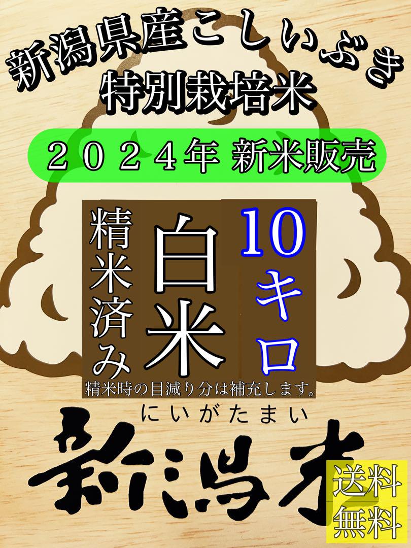 精米済み10キロ【農家直送！】新潟県産こしいぶき　特別栽培米　6年産　低温冷蔵