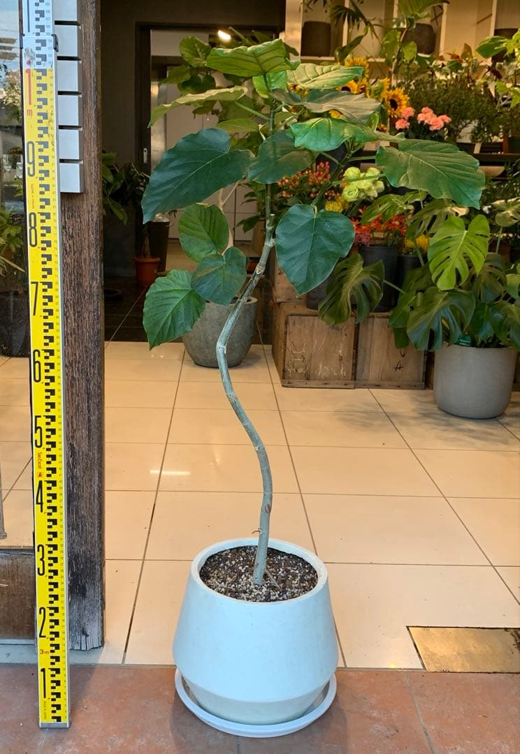 フィカス ウンベラータ ファイバー鉢 お皿付き