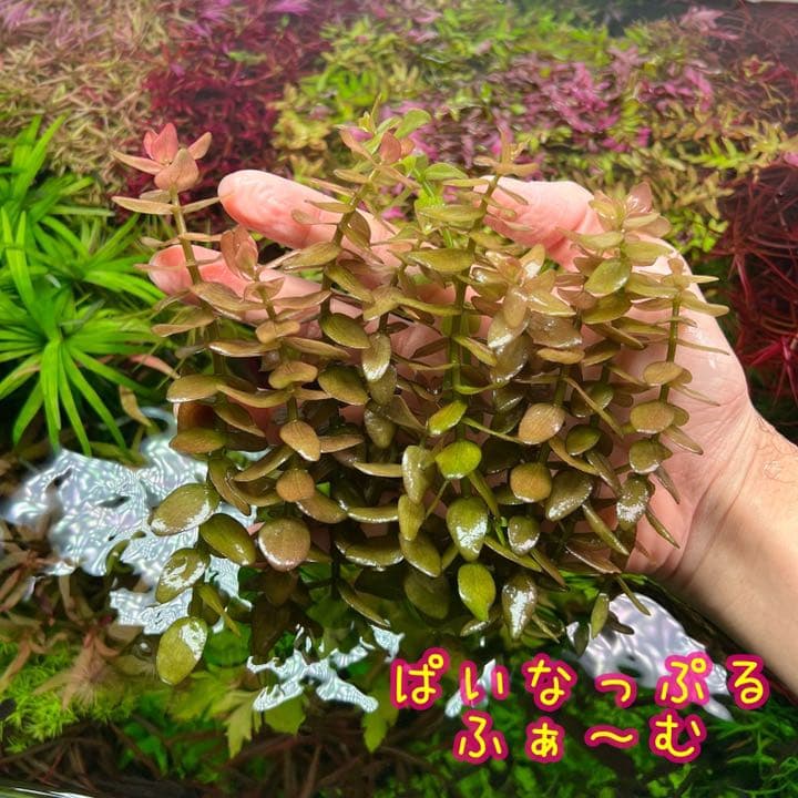 数量は多 ビオトープにも ウォーターバコパ 魚用品 水草 Www Peakperformancetours Com 数量は多 ビオトープにも ウォーターバコパ 魚用品 水草 Www Peakperformancetours Com