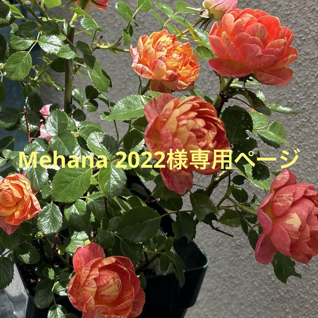 Mehana 2022様専用ページ