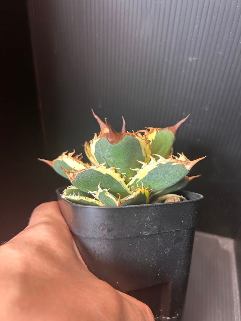 アガベ 鯊魚剣錦 TC株 アガベ 鯊魚剣錦 TC株